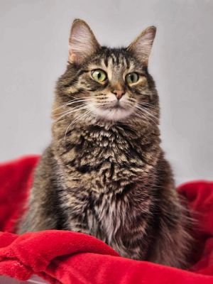 Missy Moo, Adult Female unknown