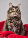 Missy Moo photo 1