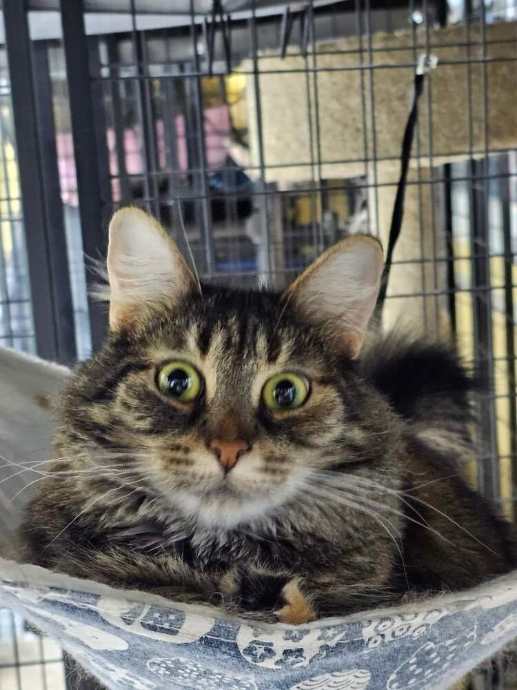 Missy Moo