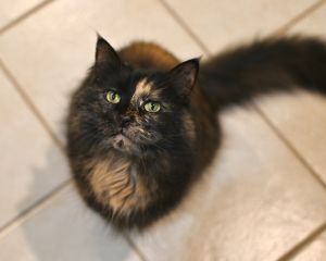 Puzzle, Adult Female unknown
