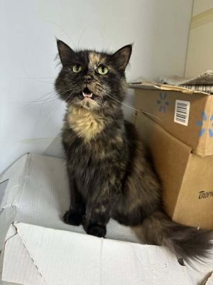 Puzzle, Adult Female unknown