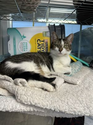 Ruthie, Adult Female unknown