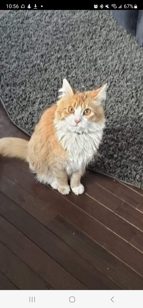 Cato