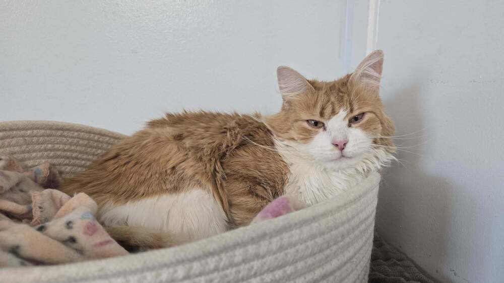 Cato