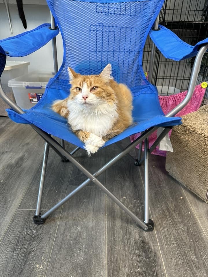 Cato
