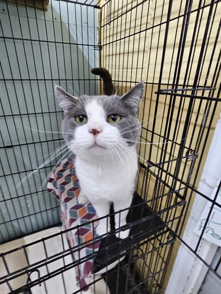 Rufus