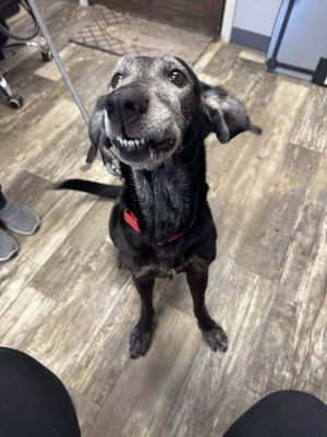 Jade, Adult Female Hound