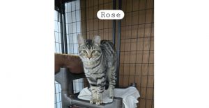 Rose, Adult Female unknown