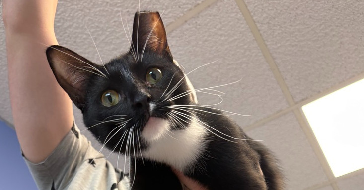Simon