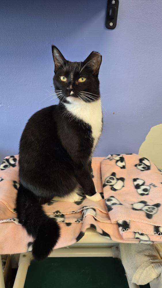 Simon