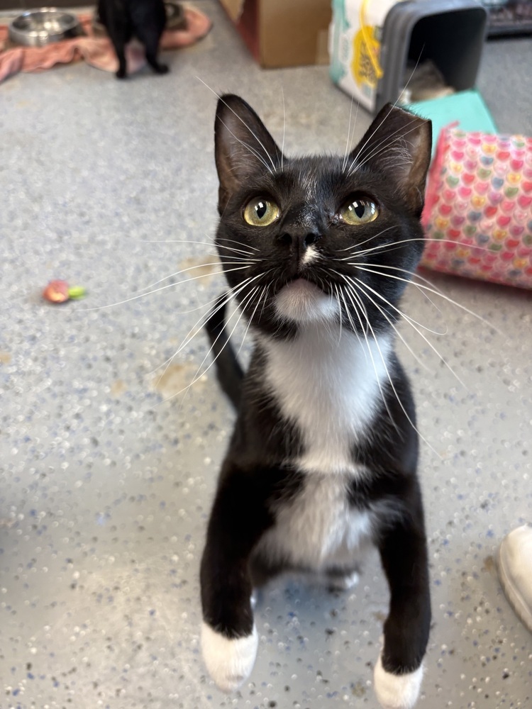 Simon