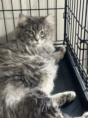Trixie, Adult Female unknown