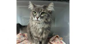 Trixie, Adult Female unknown