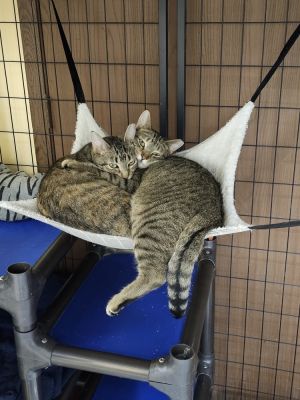 Rainbow, Young Female Domestic Short Hair