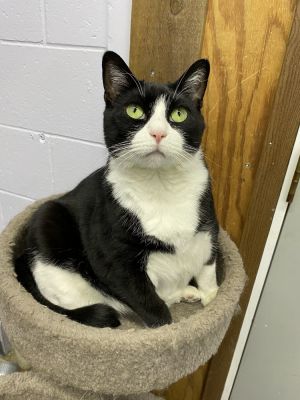 Willow, Adult Female unknown