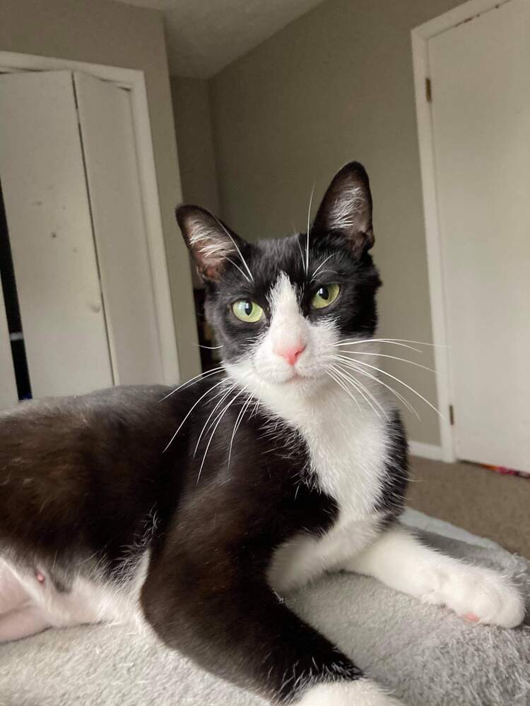 Willow