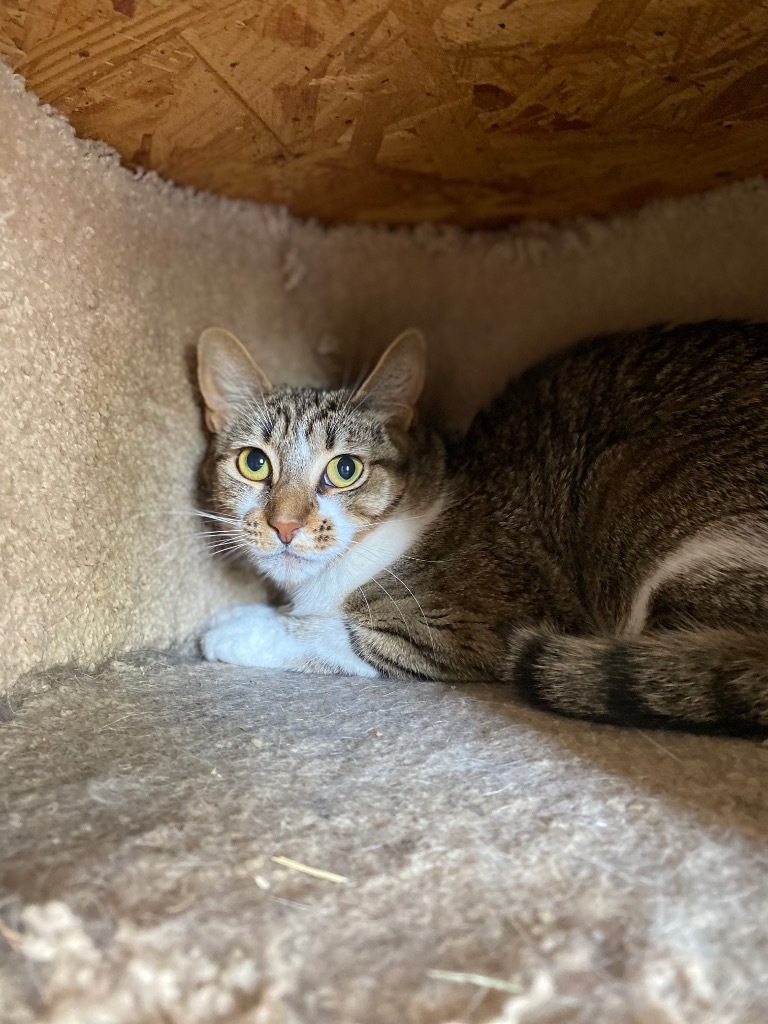 Hattie, an adoptable Domestic Short Hair, Calico in Big Spring, TX, 79720 | Photo Image 1