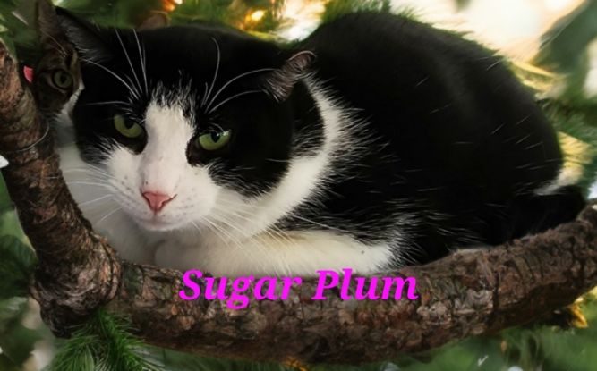 Sugar Plum