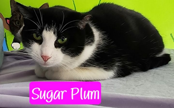 Sugar Plum 5