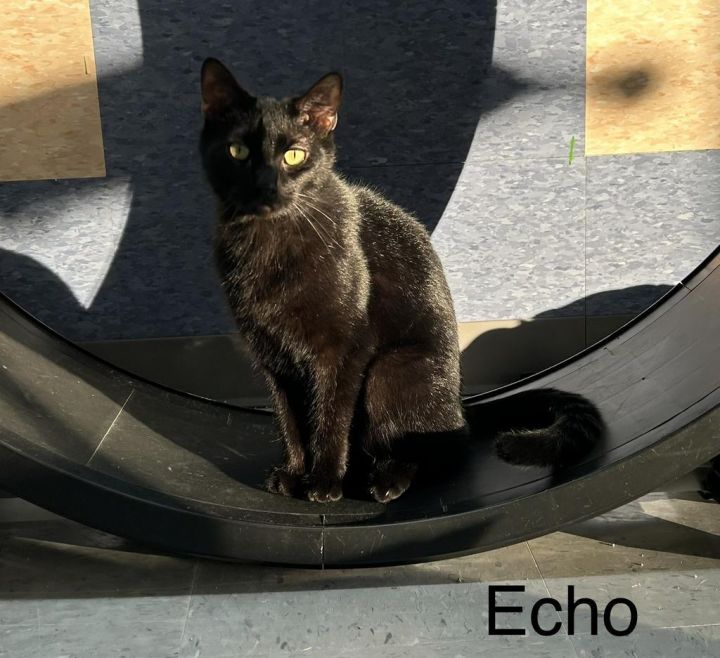 Echo 3
