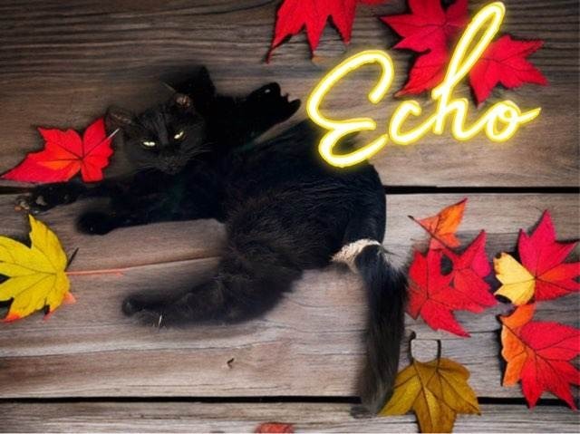 Echo 4