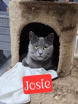 Josie, Adult Female Domestic Short Hair