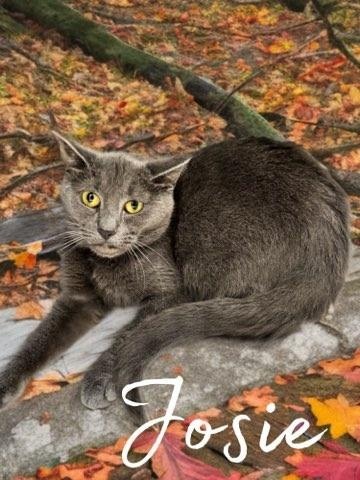 Josie 2
