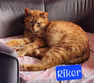 Riker, Adult Male Domestic Short Hair