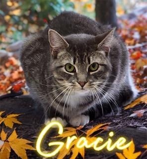 Gracie