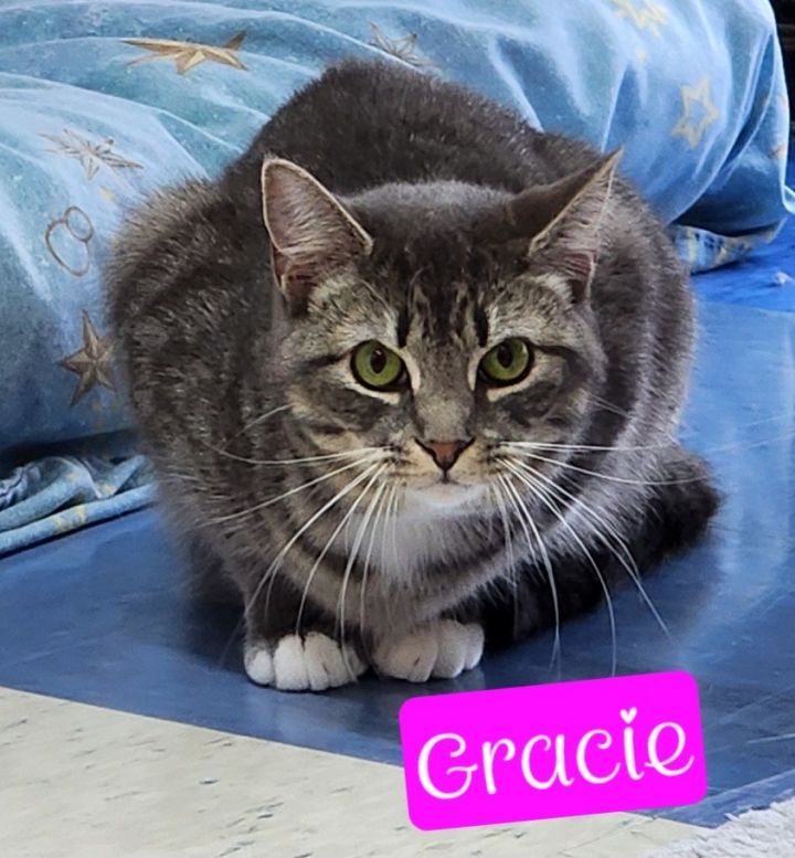 Gracie 3
