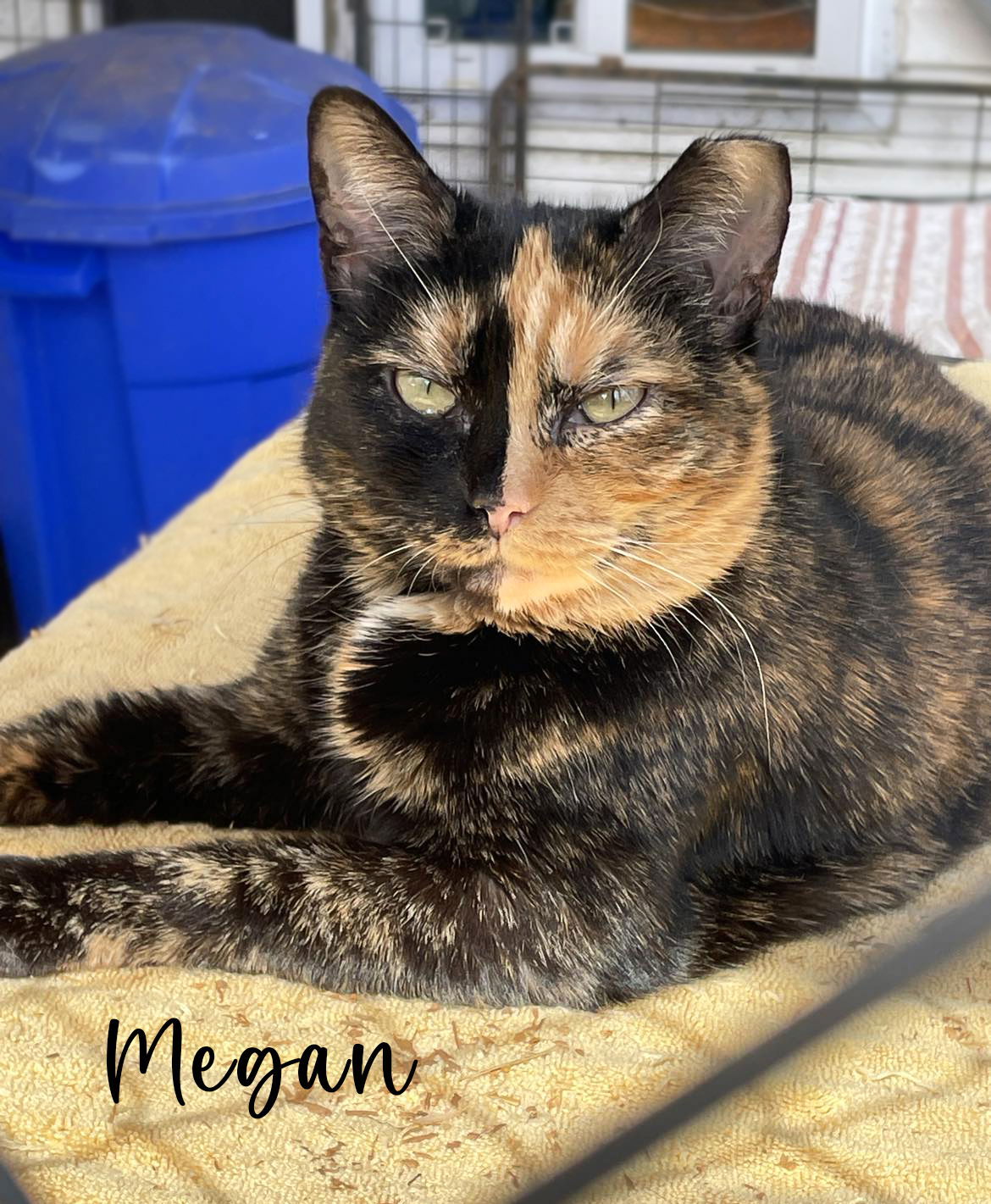 Megan