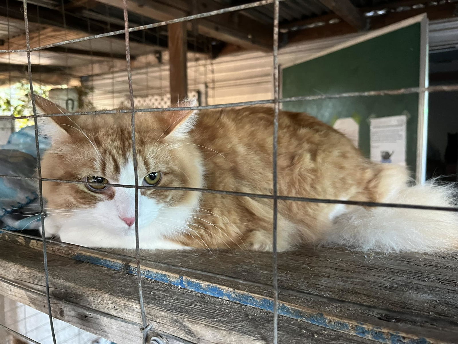 Cheesecake, an adoptable Siberian, Domestic Long Hair in Shreveport, LA, 71119 | Photo Image 1