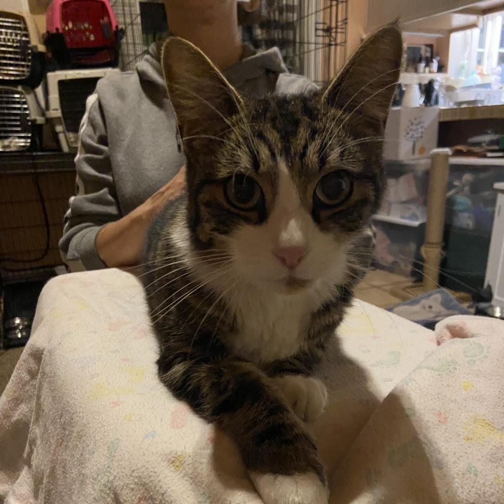 Marshall, an adoptable Domestic Short Hair in Veneta, OR, 97487 | Photo Image 2