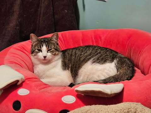 Brittany, an adoptable Domestic Short Hair in Alexandria, MN, 56308 | Photo Image 1