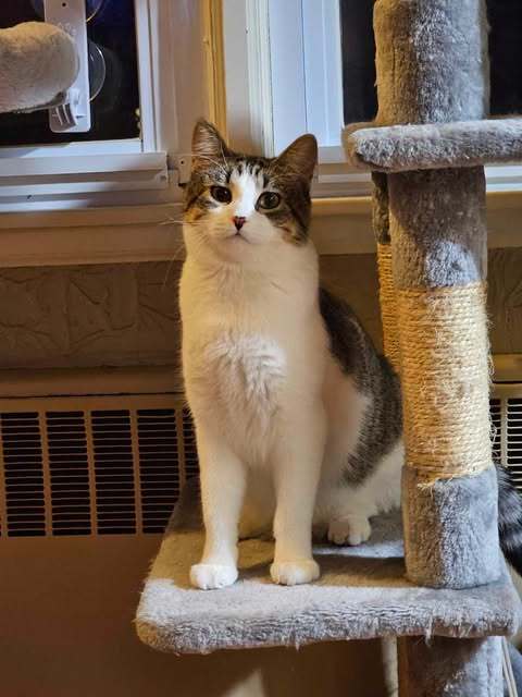 Brittany, an adoptable Domestic Short Hair in Alexandria, MN, 56308 | Photo Image 1