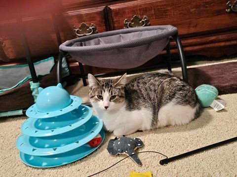 Brittany, an adoptable Domestic Short Hair in Alexandria, MN, 56308 | Photo Image 3
