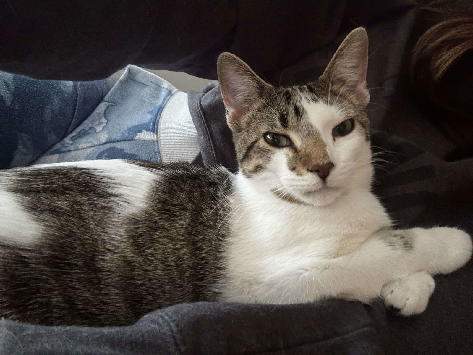 Riggs, an adoptable Domestic Short Hair in Alexandria, MN, 56308 | Photo Image 1