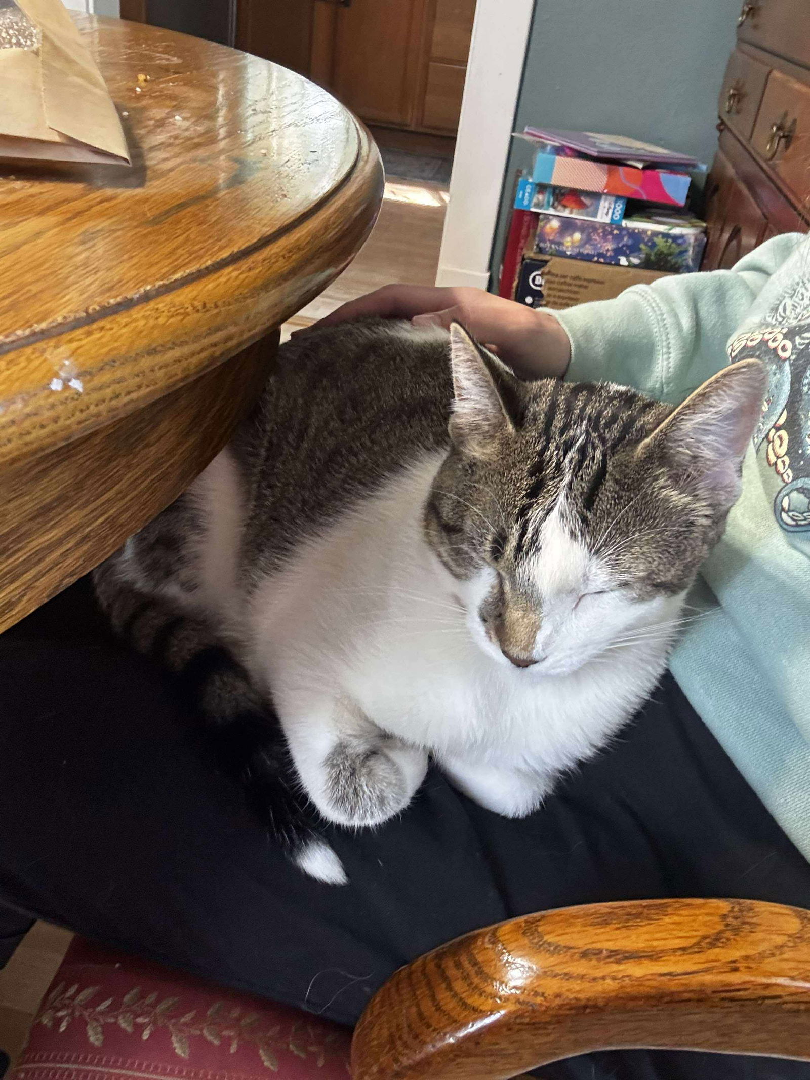 Riggs, an adoptable Domestic Short Hair in Alexandria, MN, 56308 | Photo Image 2