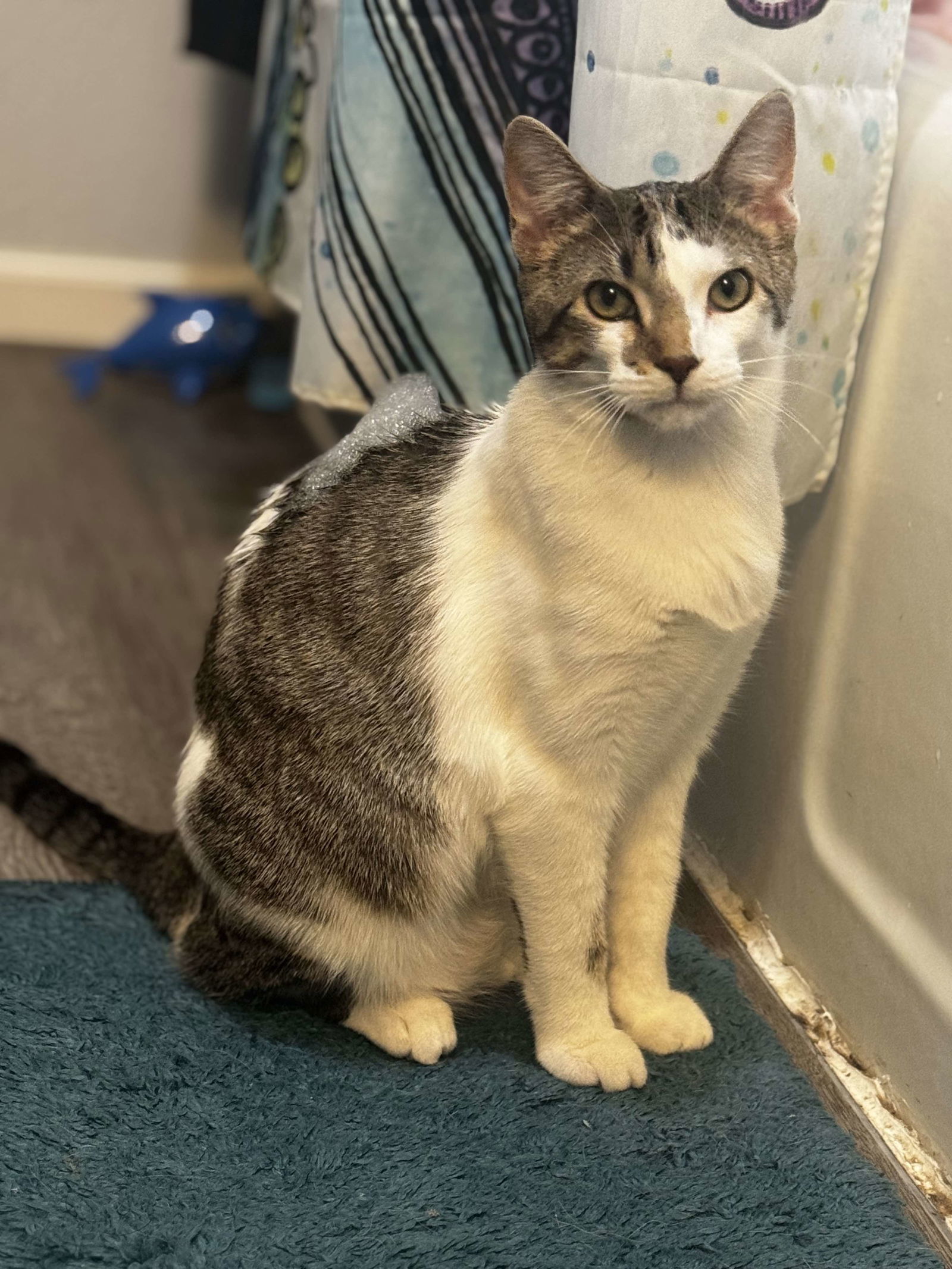 Riggs, an adoptable Domestic Short Hair in Alexandria, MN, 56308 | Photo Image 3