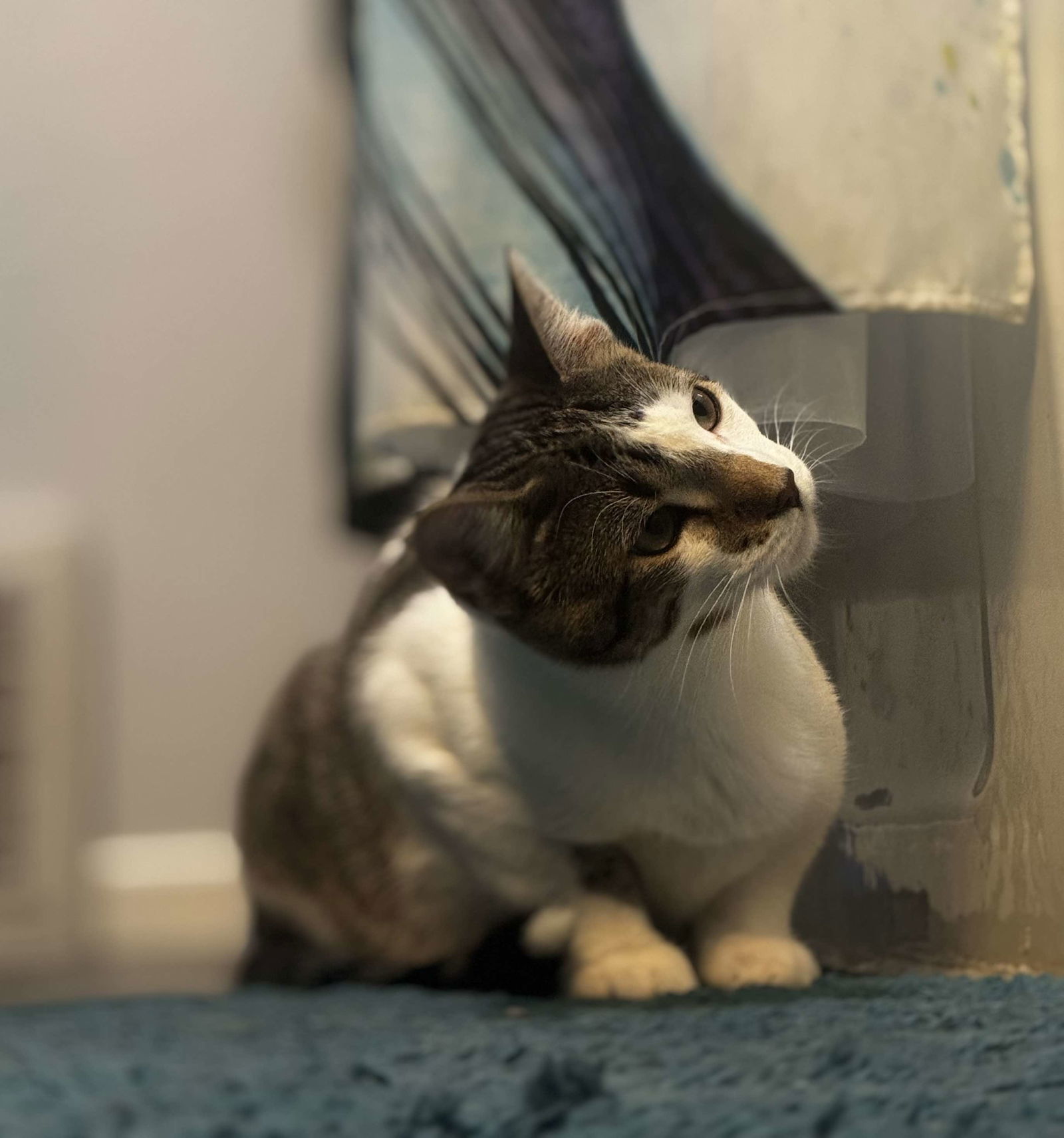 Riggs, an adoptable Domestic Short Hair in Alexandria, MN, 56308 | Photo Image 3