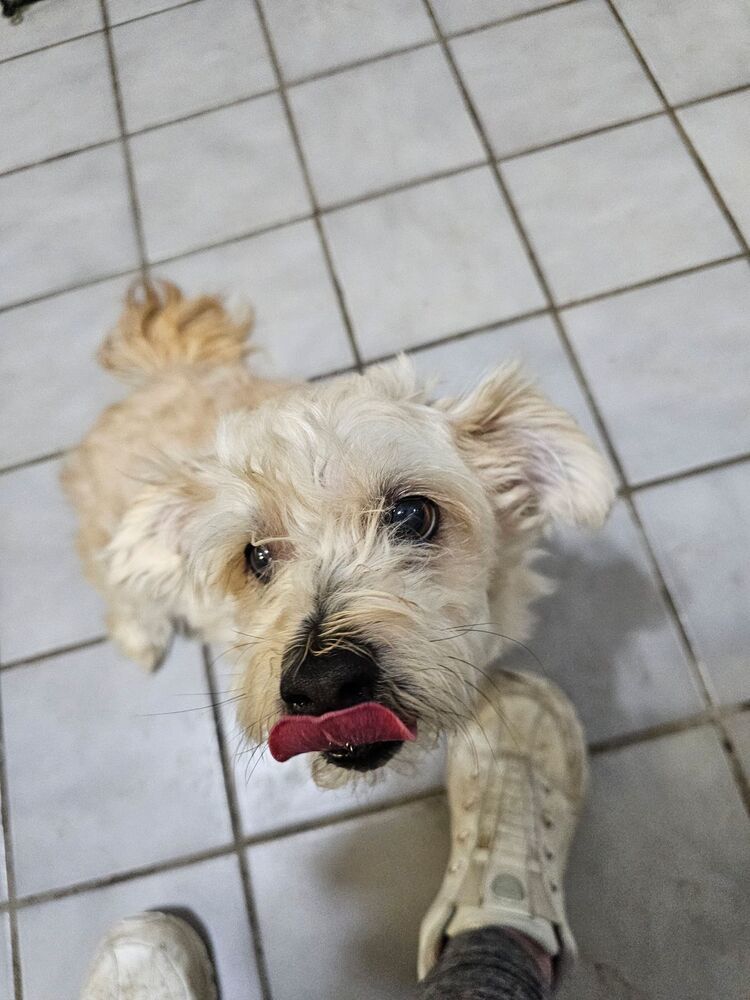 Titan, an adoptable Maltese in Herriman, UT, 84096 | Photo Image 1
