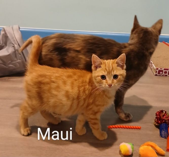 Maui (Phoenixville Five (Moana Litter)