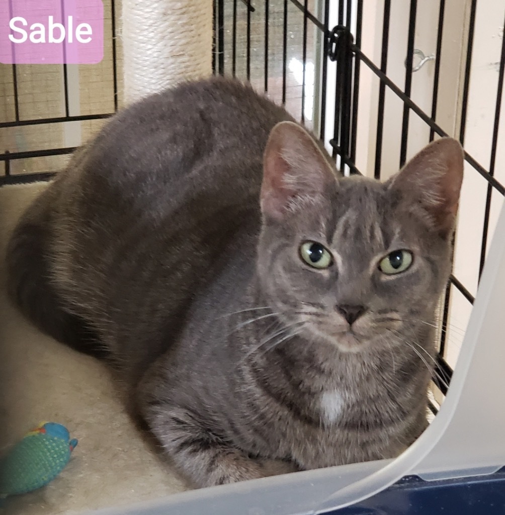 Sable K, an adoptable Domestic Short Hair in Sherwood, OR, 97140 | Photo Image 1