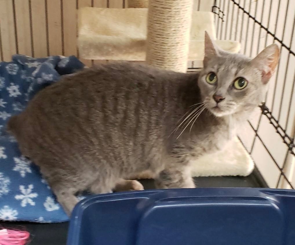 Sable K, an adoptable Domestic Short Hair in Sherwood, OR, 97140 | Photo Image 2