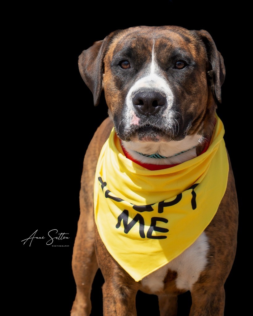 Galaxy, an adoptable Boxer in Hot Springs, SD, 57747 | Photo Image 1