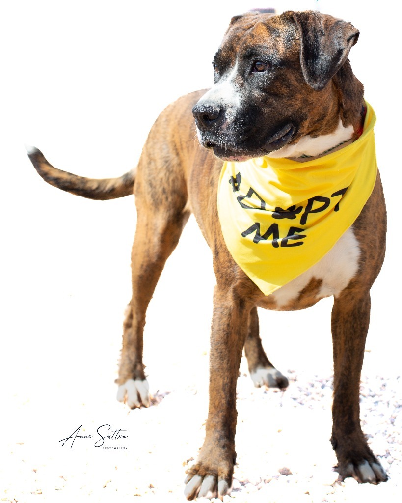 Galaxy, an adoptable Boxer in Hot Springs, SD, 57747 | Photo Image 2