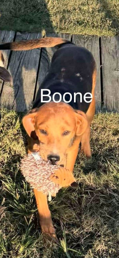 Boone 2