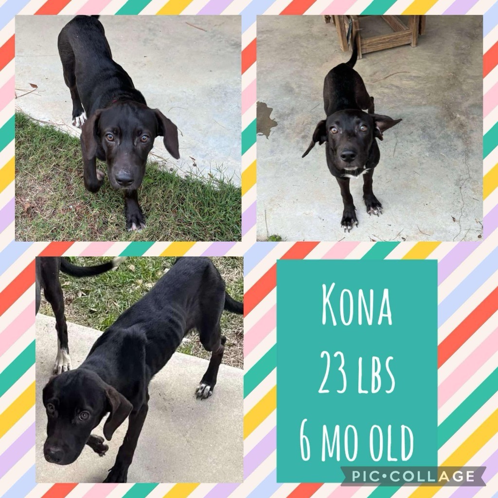 Kona