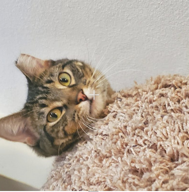 Wilma, an adoptable Domestic Short Hair in Saint Cloud, MN, 56301 | Photo Image 2
