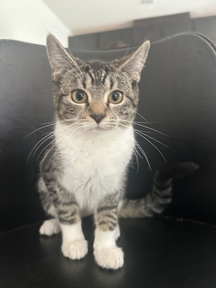 Miss Pickle